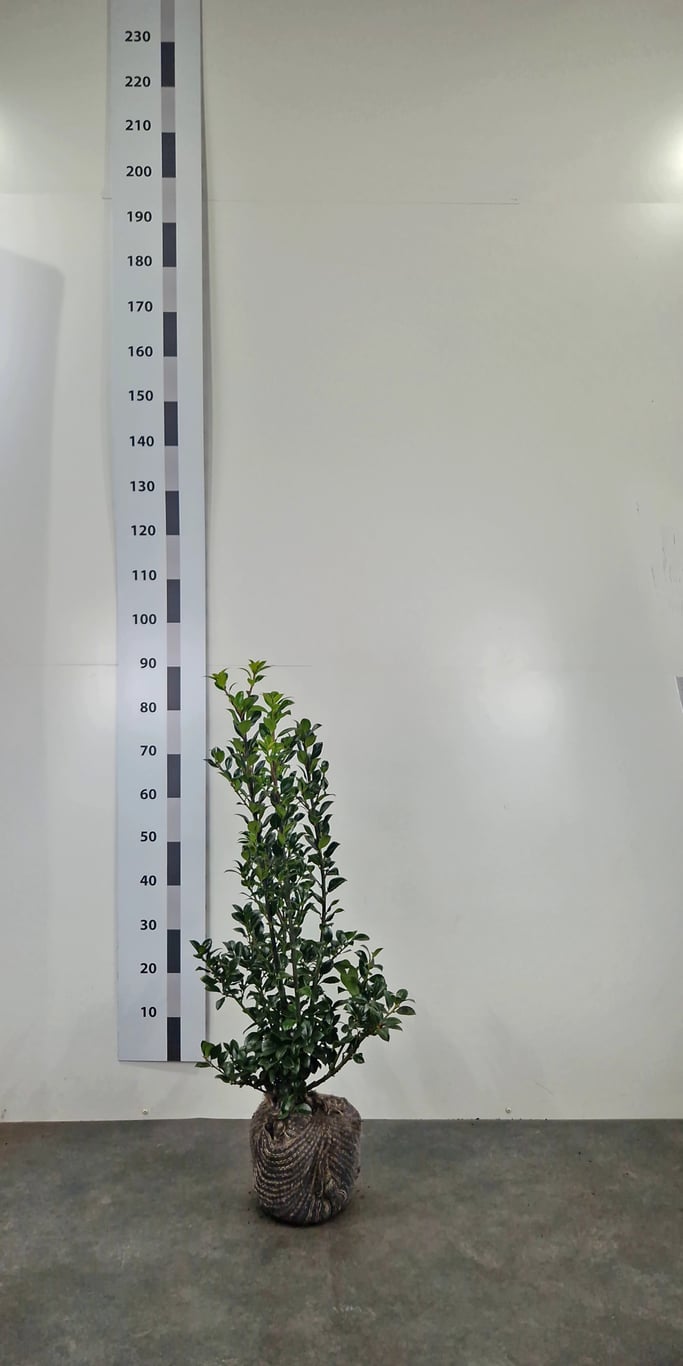 Ilex mes. 'Heckenfee' ® - 80-100 CM RB